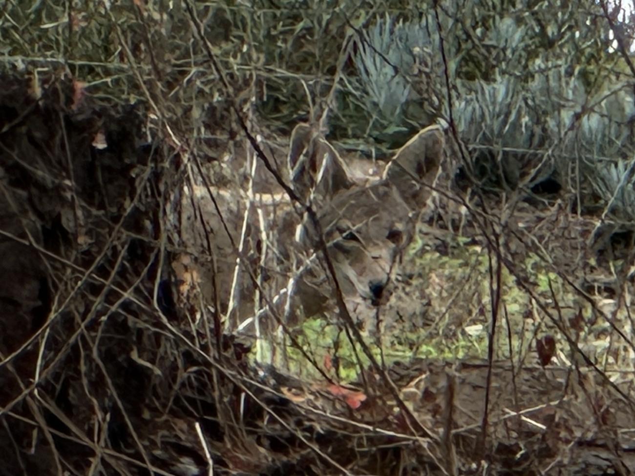 Name:  coyote-hiding-12-17-23.jpg
Views: 25
Size:  173.9 KB