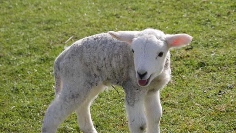 Name:  lamb4.jpg
Views: 459
Size:  67.4 KB