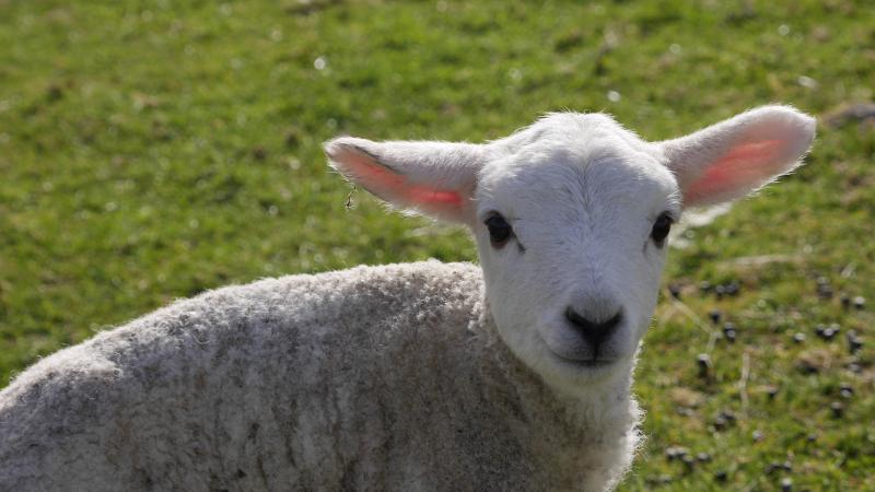 Name:  lamb3.jpg
Views: 520
Size:  49.3 KB