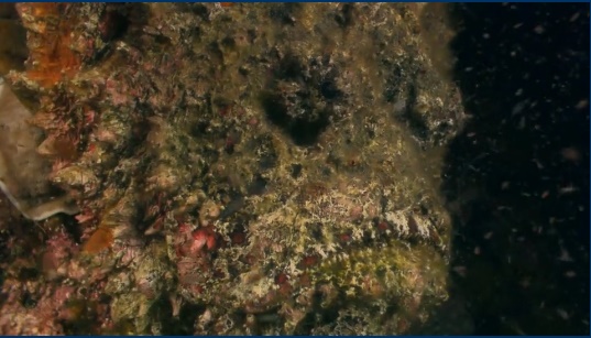 Name:  stonefish.jpg
Views: 93
Size:  72.5 KB