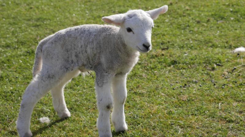 Name:  lamb5.jpg
Views: 576
Size:  65.4 KB