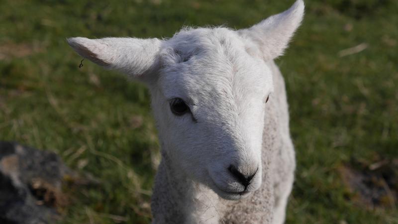 Name:  lamb8.jpg
Views: 434
Size:  35.5 KB