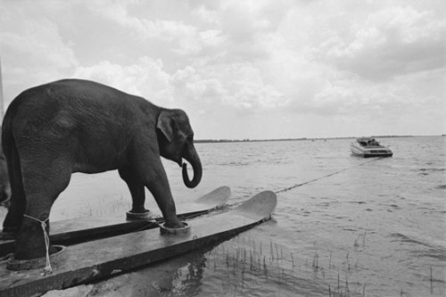 Name:  above-water-animal-animal-antics-animals-on-skis-athletic-elephant-beach-Favim.com-38857.jpg
Views: 237
Size:  43.7 KB