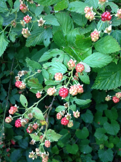 Name:  blackberries.JPG
Views: 1148
Size:  184.0 KB