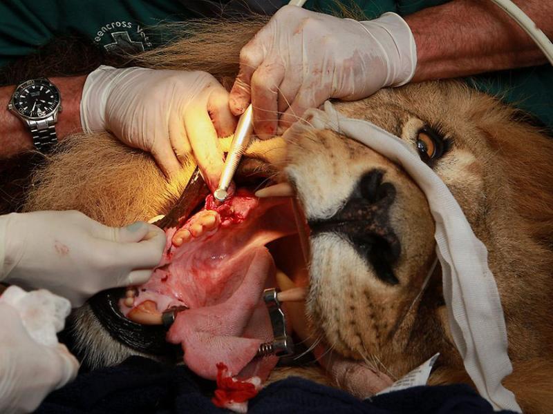 Name:  077322-lion-039-s-day-at-the-dentist.jpg
Views: 53
Size:  77.0 KB