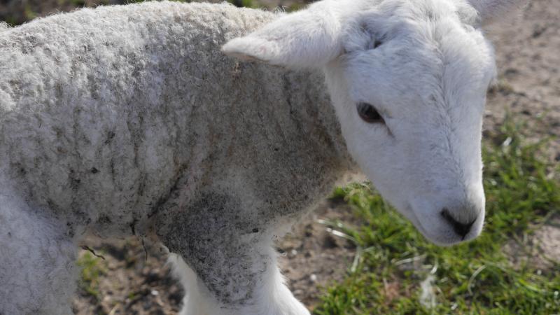Name:  lamb1.jpg
Views: 682
Size:  54.6 KB