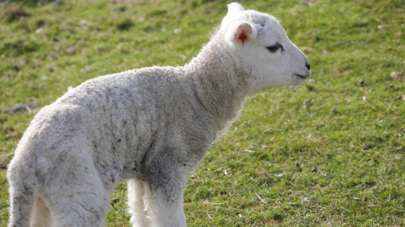 Name:  lamb2.jpg
Views: 458
Size:  62.0 KB