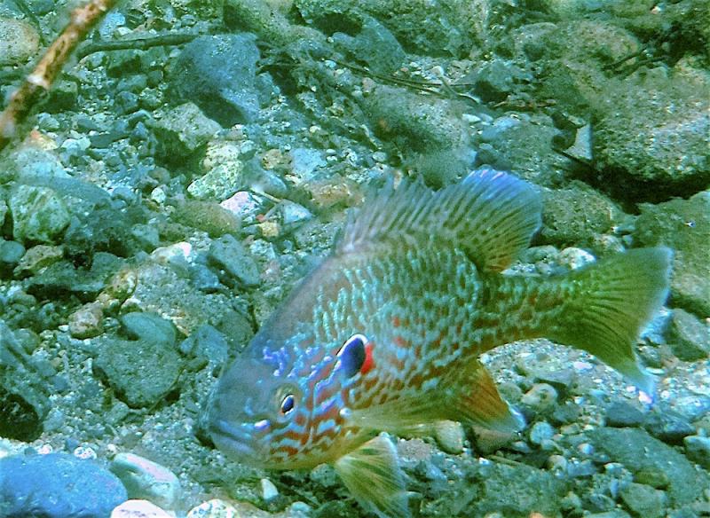 Name:  Sunfish5.jpg
Views: 210
Size:  116.4 KB